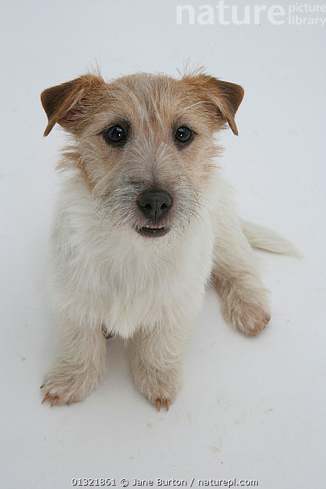 Jack Russell Dog Sitting