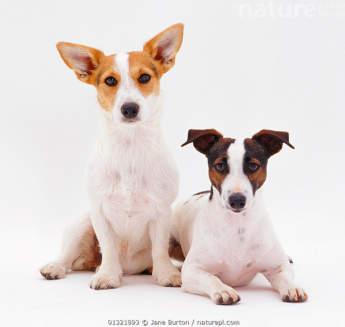 Stock photo of Two smooth coated Jack Russell Terriers, tan and white