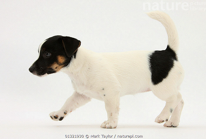 russell terrier puppies black white