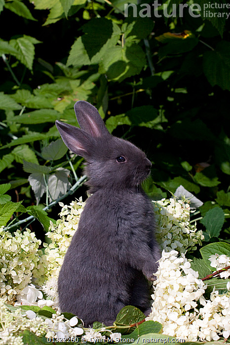 Blue Baby Rabbit Baby Rabbit WELCOME BABY RABBITS LOVE FERPLAST