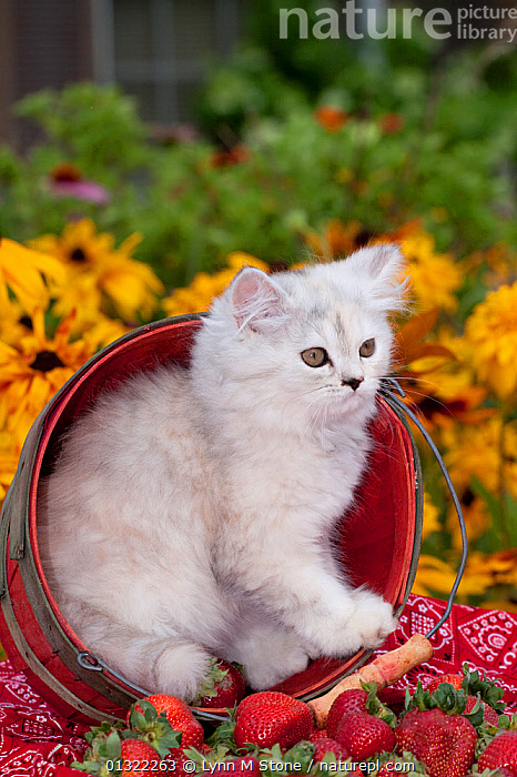 Stock photo of Persian kitten baby doll type in strawberry basket Illinois USA. Available for sale on www.naturepl