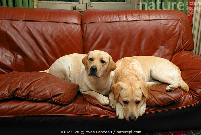 Labrador sofa shop