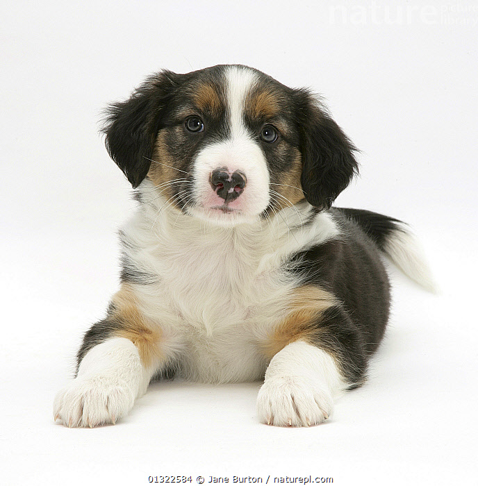 Tricolour border collie store puppies for sale