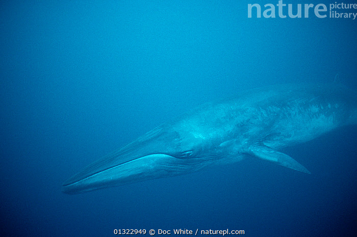 Stock Photo Of Bryde's Whale (Balaenoptera Edeni / Balaenoptera Brydei ...