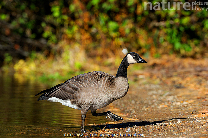 Canada hotsell goose quebec