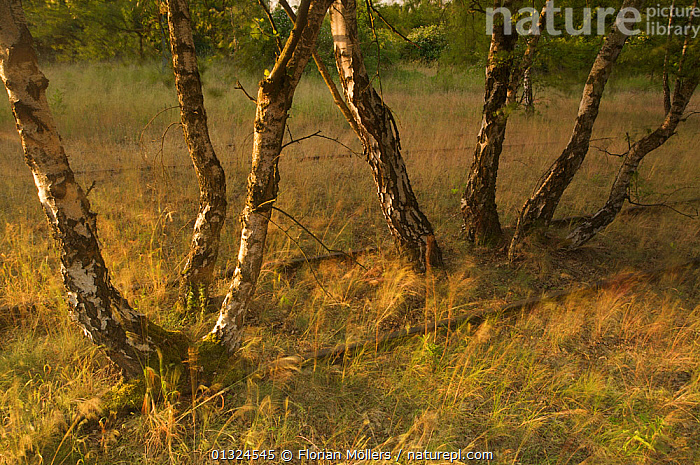 Stock photo of Birch (Betula sp) trees growing amongst old railway ...