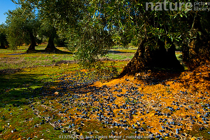 Stock photo of Olive trees and fallen olives in Sierra de Cardena y ...