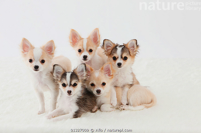 Stock photo of Group portrait of five Chihuahua puppies sitting ...