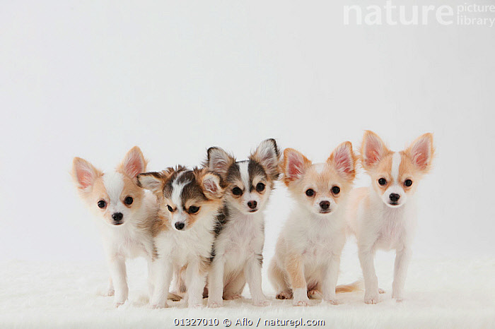 Stock photo of Group portrait of five Chihuahua puppies sitting ...