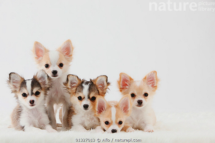 Stock photo of Group portrait of five Chihuahua puppies sitting ...