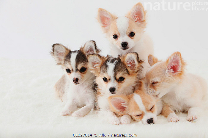 Stock photo of Group portrait of five Chihuahua puppies sitting ...