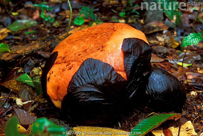 Stock photo of Closed bud of Rafflesia flower Rafflesia keithii