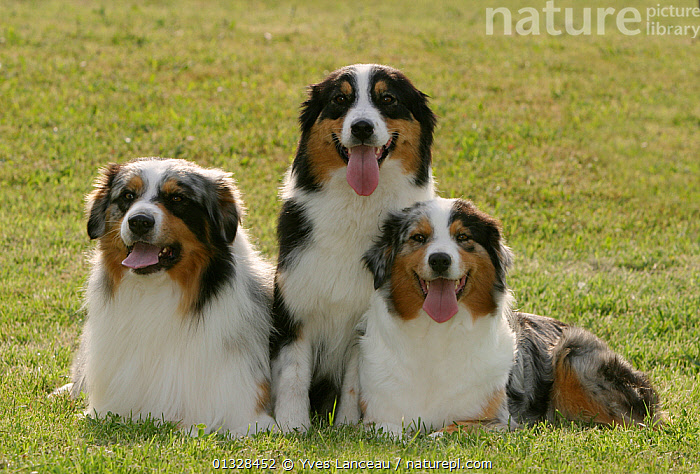 Yellow australian best sale shepherd for sale