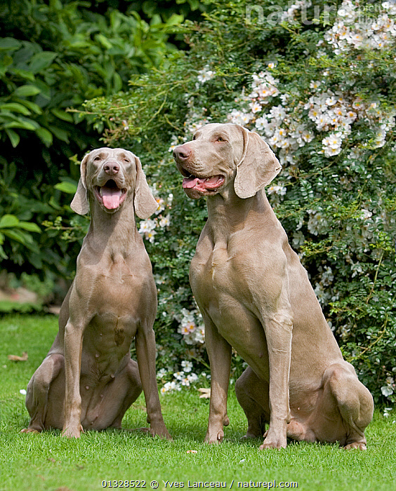 Female shops weimaraner