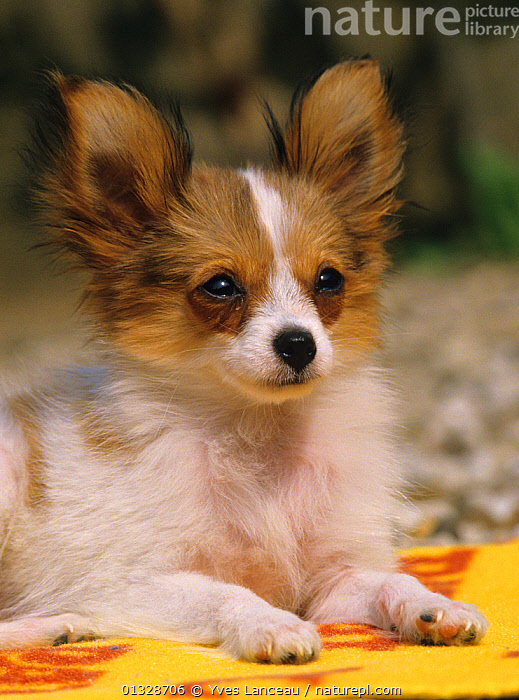 Stock photo of Domestic dog Papillon Continental Toy Spaniel. Available for sale on www.naturepl