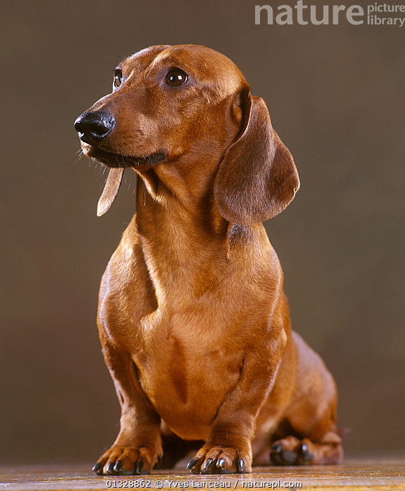 Standard smooth outlet haired dachshund