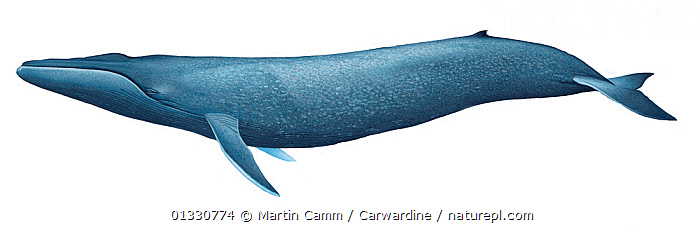 Stock photo of Illustration of Blue Whale (Balaenoptera musculus ...
