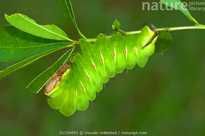 giant silkworm moth larvae