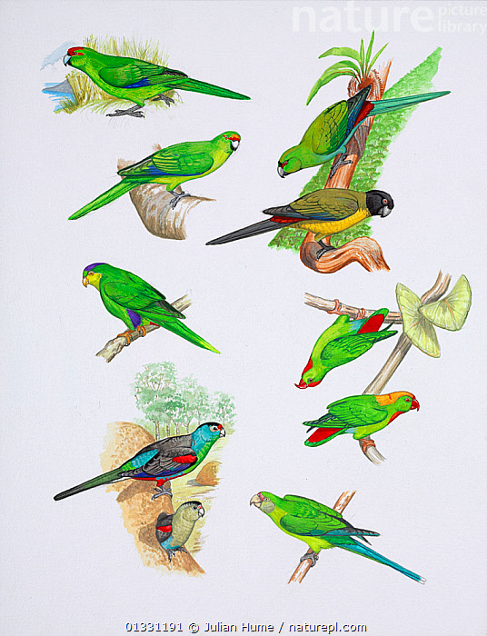 Stock photo of Illustration of extinct parrots. Clockwise from top ...