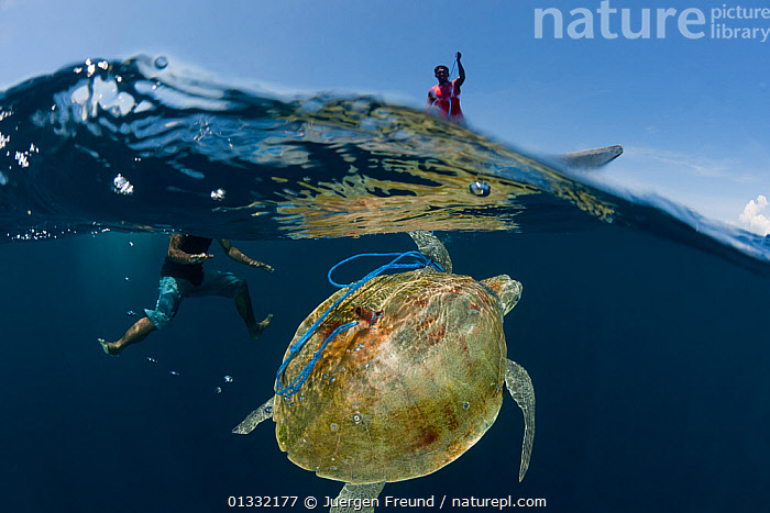 Stock photo of Local fishermen capturing a sea turtle for food, Kei ...