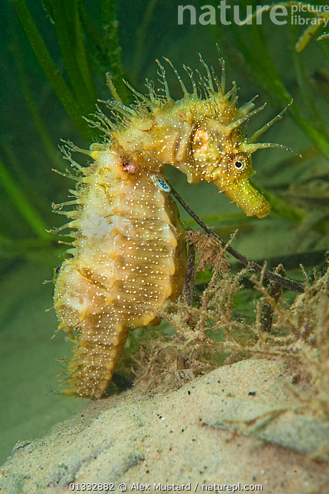 Stock photo of An adult female Spiny Seahorse (Hippocampus 