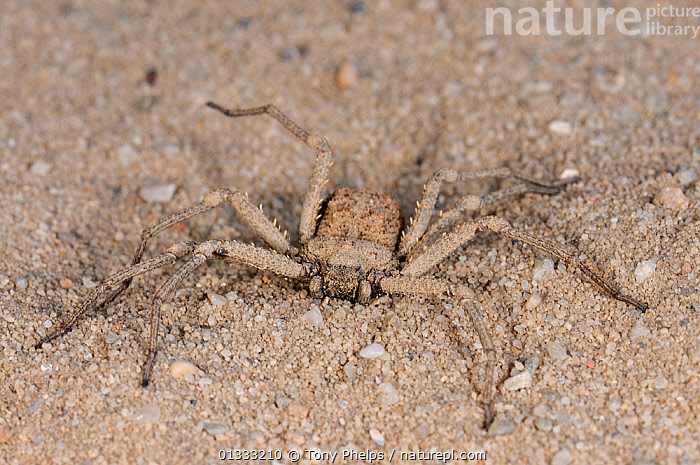 Stock photo of Assasin spider(Sicarius spp.) highly venomous. Noup