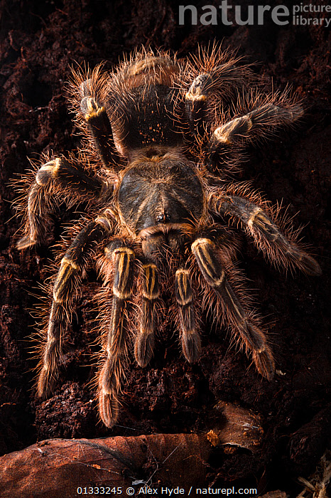 Stock photo of Chaco Golden Knee Tarantula male Grammastola