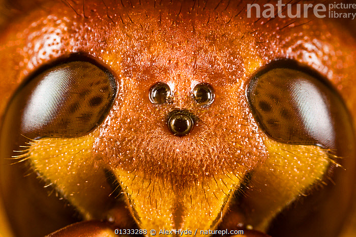 Stock photo of European hornet (Vespa crabro) head close up showing the  three ocelli…. Available for sale on www.naturepl.com
