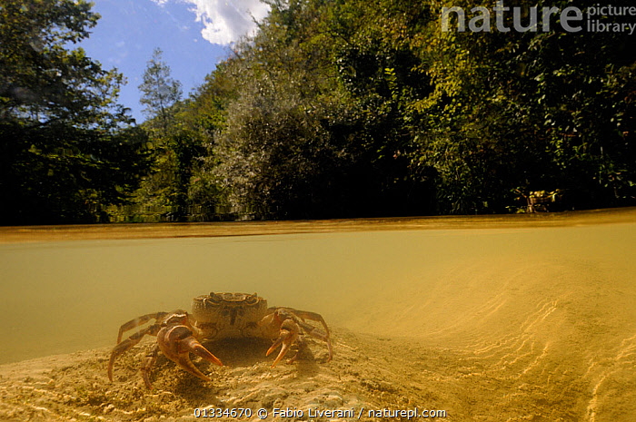 Split Stream Nature Stock photo of Freshwater Crab (Potamon fluviatile) in a shallow stream ...