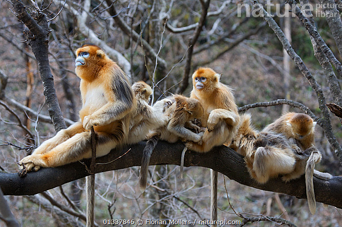 Stock photo of Golden snub-nosed monkey (Rhinopithecus roxellana ...
