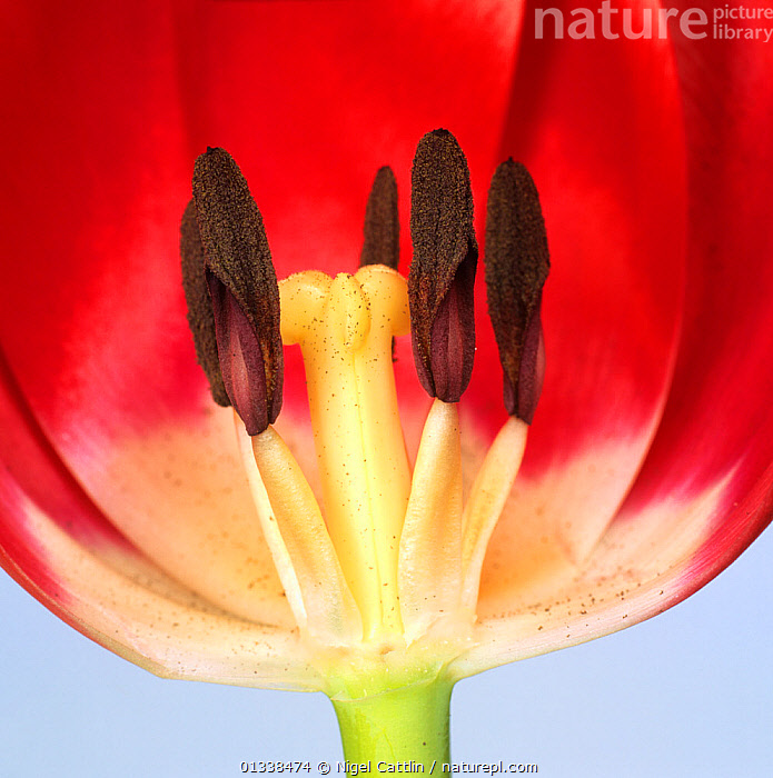 Stock photo of Section through the flower of a Tulip (Tulipa sp  