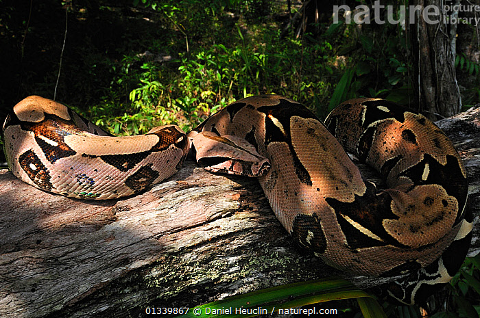 Boa Con Stock photo of Boa constrictor (Boa constrictor constrictor) resting on ...