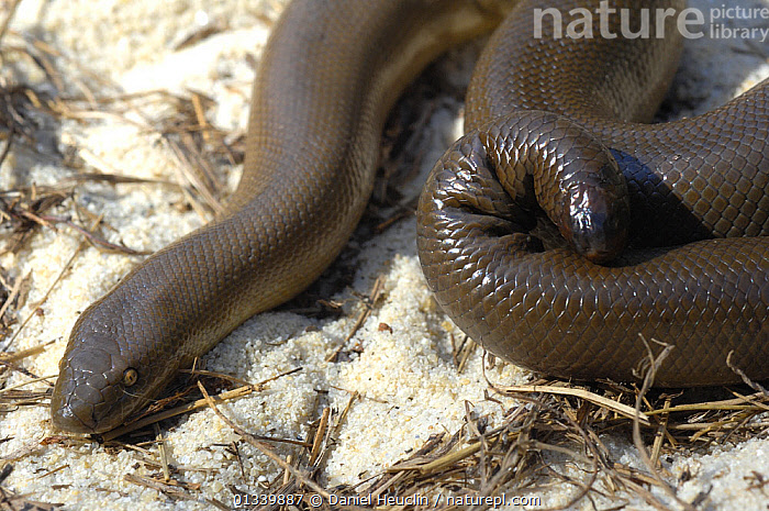 Rubber boa 2024 snake for sale