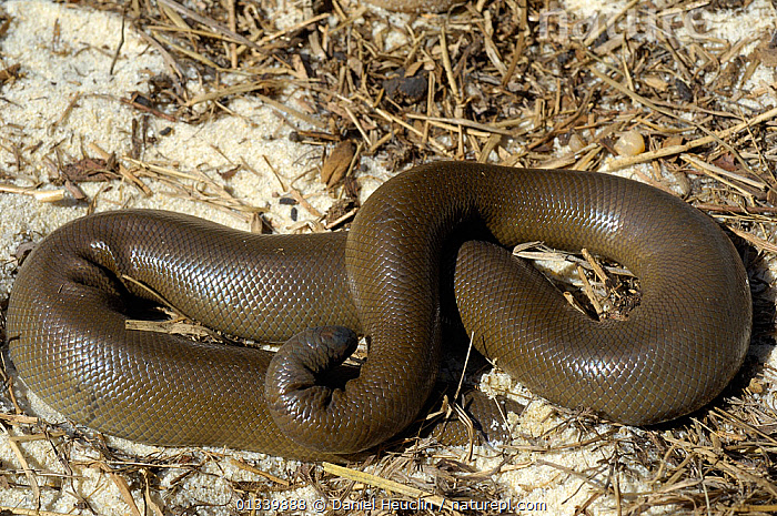 Rubber boa snake for cheap sale