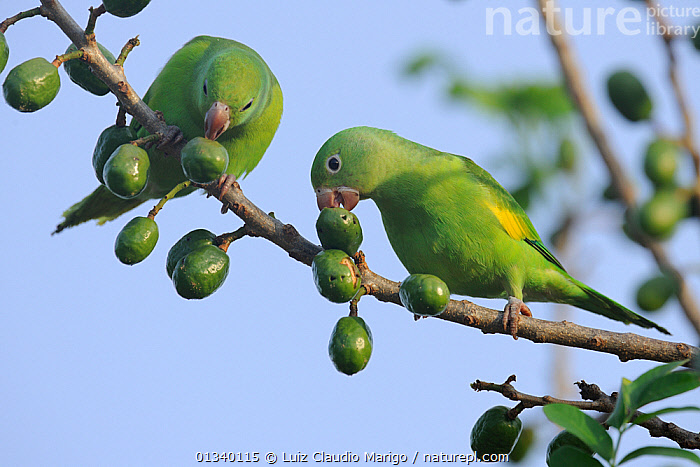 Yellow chevroned best sale parakeet for sale