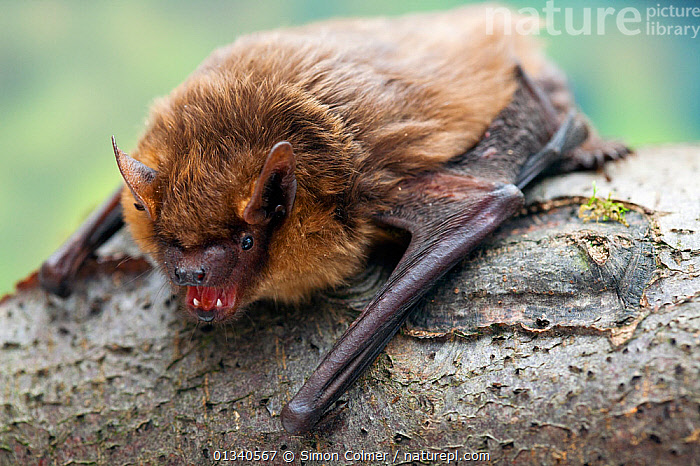 bat teeth