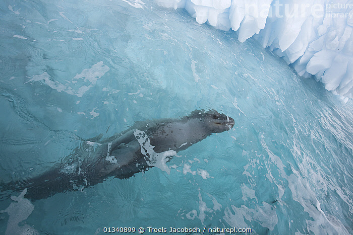 Stock photo of Leopard Seal (Hydrurga leptonyx) underwater by an ...