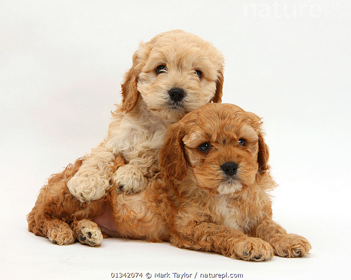 Stock photo of Golden Cockerpoo puppies.. Available for sale on www ...