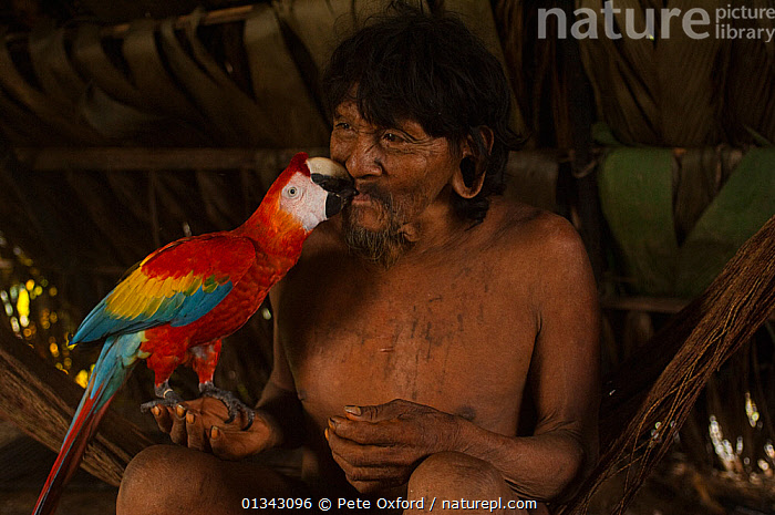 Stock photo of Huaorani man with his pet Scarlet Macaw (Ara macao ...