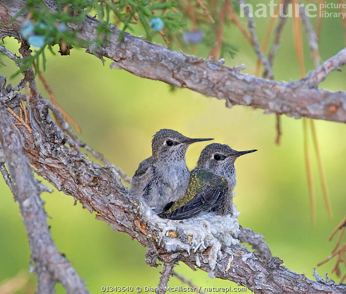 Stock photo of Anna's hummingbird (Calypte anna) chicks about to fledge ...