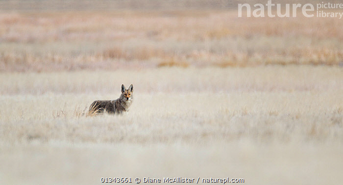 Stock photo of Coyote (Canis latrans) mousing in a field of winter ...