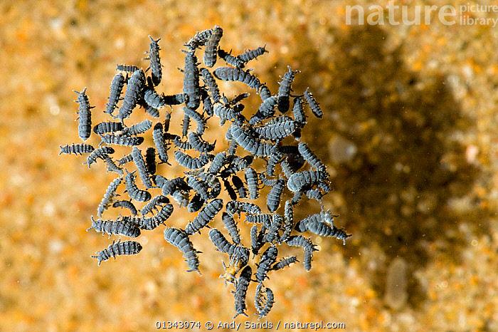 Stock photo of Raft of Water springtails (Podura aquatica) feeding on ...
