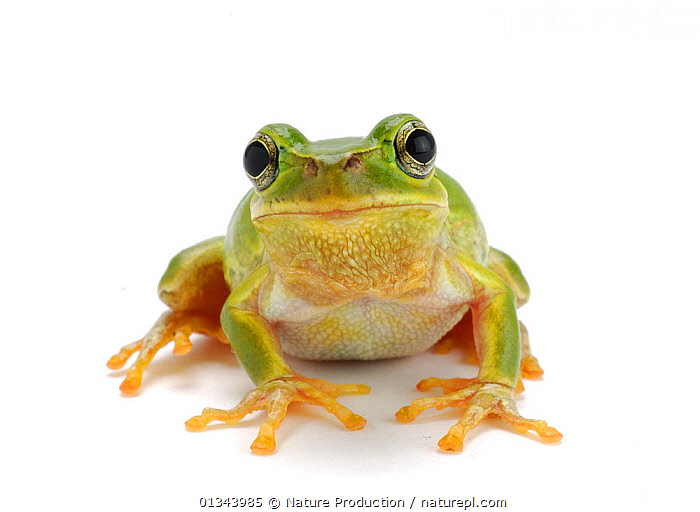 Stock photo of Japanese tree frog (Hyla japonica) on white background