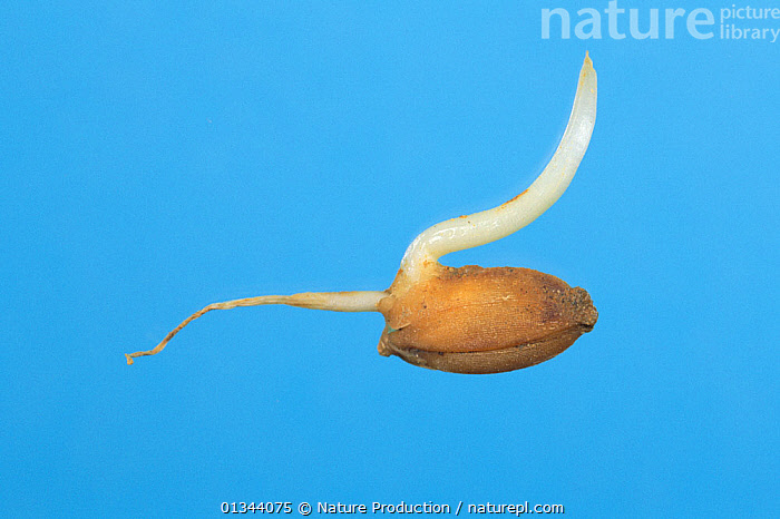 Stock photo of Rice (Oryza sativa) grain germinating with shoot and ...