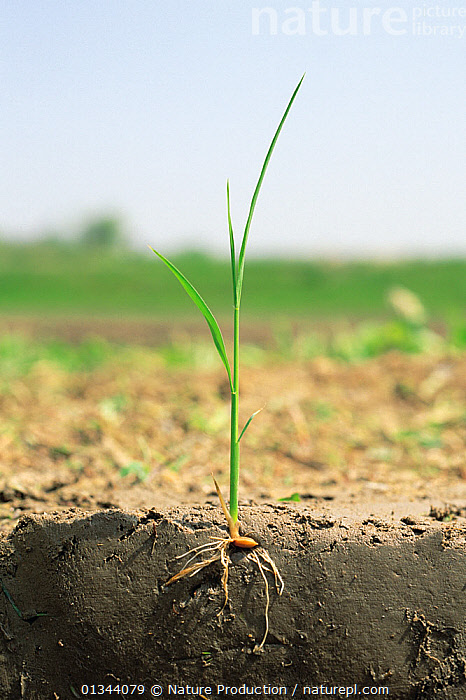 Stock photo of Rice (Oryza sativa) grain germinating with shoot and ...
