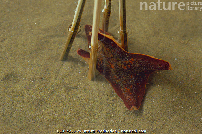 Stock Photo Of Starfish Asterina Pectinifera Sequence Showing How
