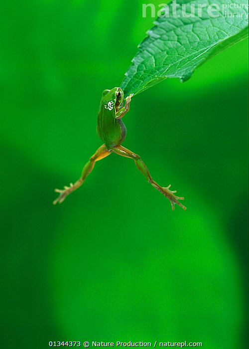 Stock photo of Japanese tree frog (Hyla japonica) climbing up onto leaf