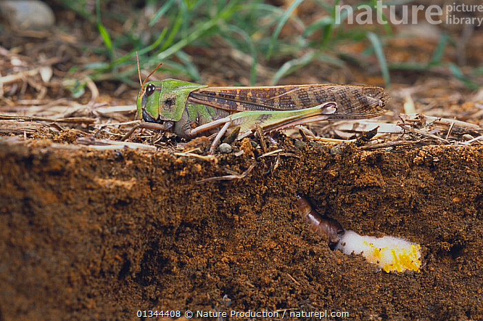 Migratory locust, Locusta migratoria