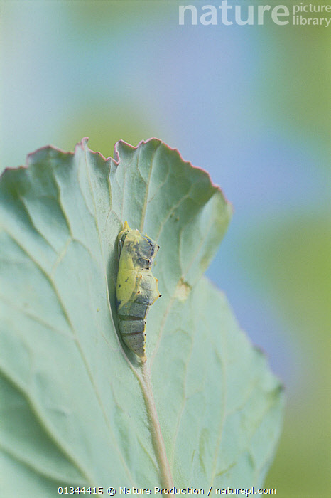 Stock photo of Small white butterfly (Pieris rapae crucivora) adult  emerging from pupa…. Available for sale on