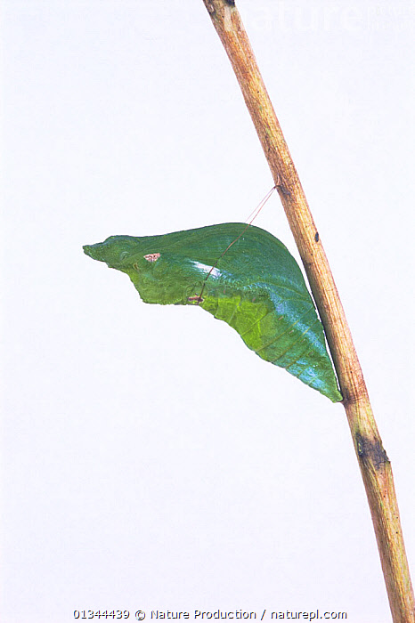 Stock photo of Chrysalis of Red helen swallowtail butterfly (Papilio ...